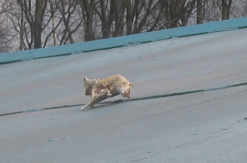 Бегущая кость
