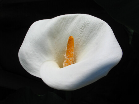 Черное и белое