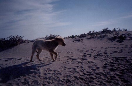 волченок........