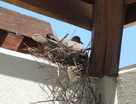 И снесла она яичко...