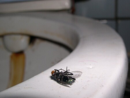 ..даже мухи дохнут.