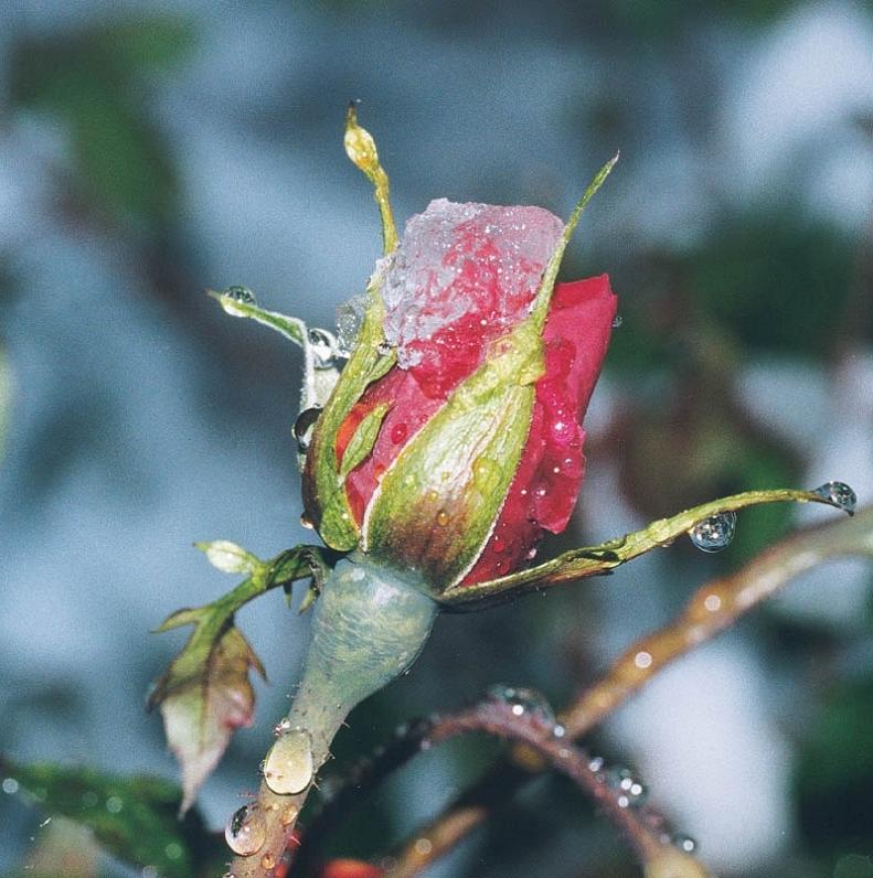 Frozen Rose