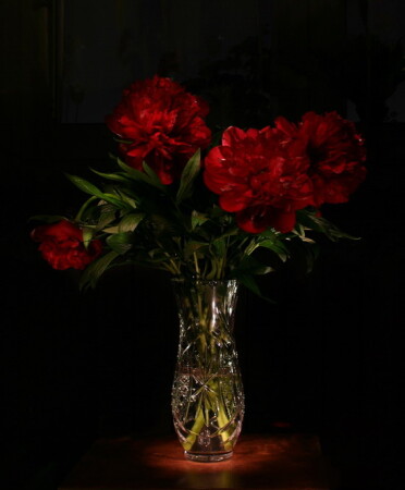 первые цветы лета