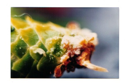 Еловая шишка