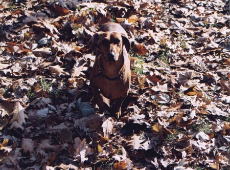 осенняя собачка