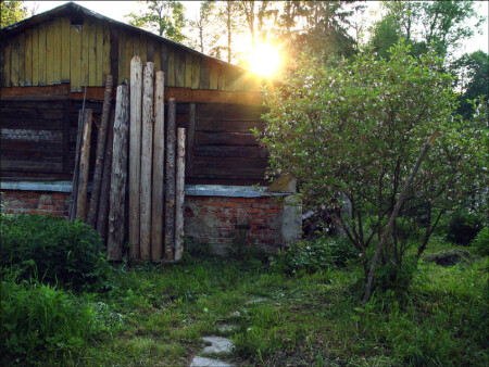 брёвна и цветущая яблоня