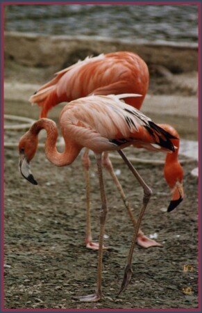 этюд в розовом цвете