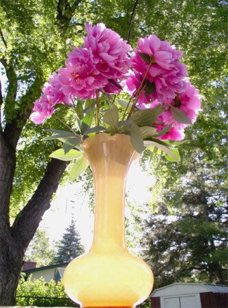 Пионы и солнце