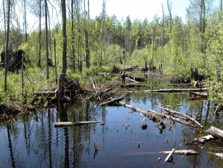царство Лешего