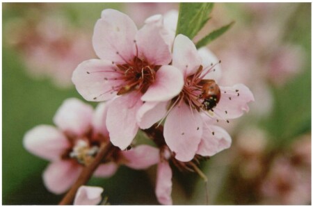 Цветок персика