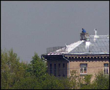 Не пришла ...