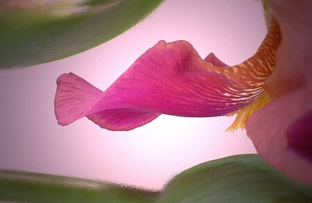 ..на языке цветов....