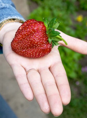 Я свои ягодки всякой гадостью не поливаю...