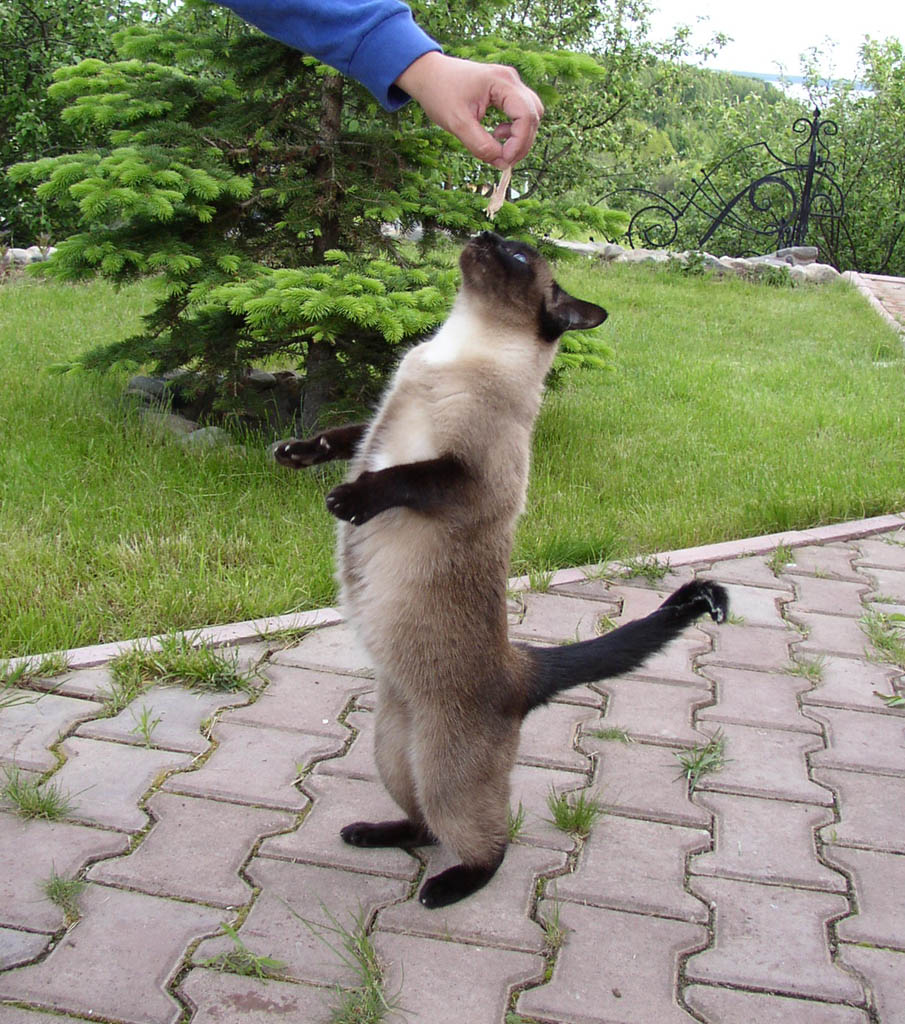 Дрессура