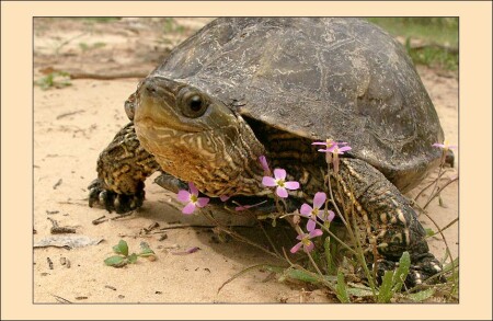 Весенняя черепаха.