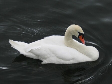 Летящей походкой...