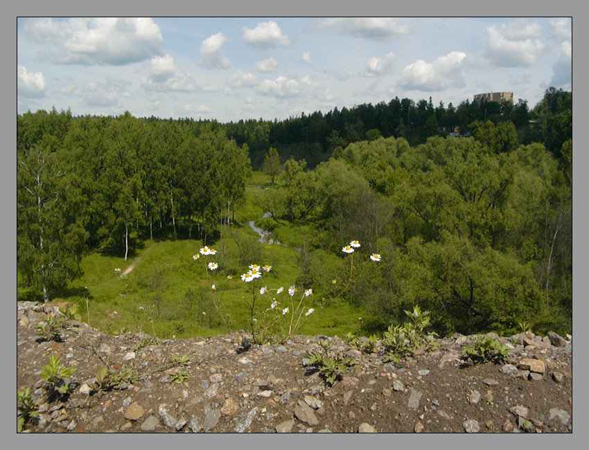 Ромашки