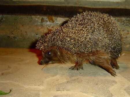 Противотанковый еж