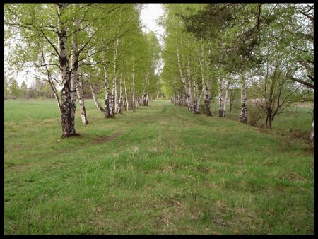 Первая зелень