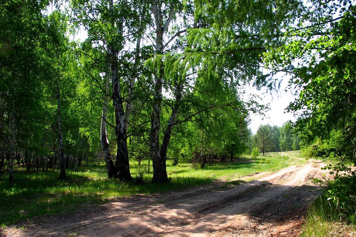 В лесу