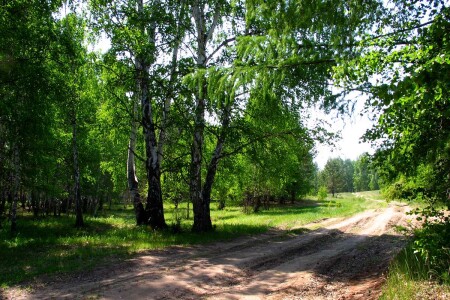 В лесу