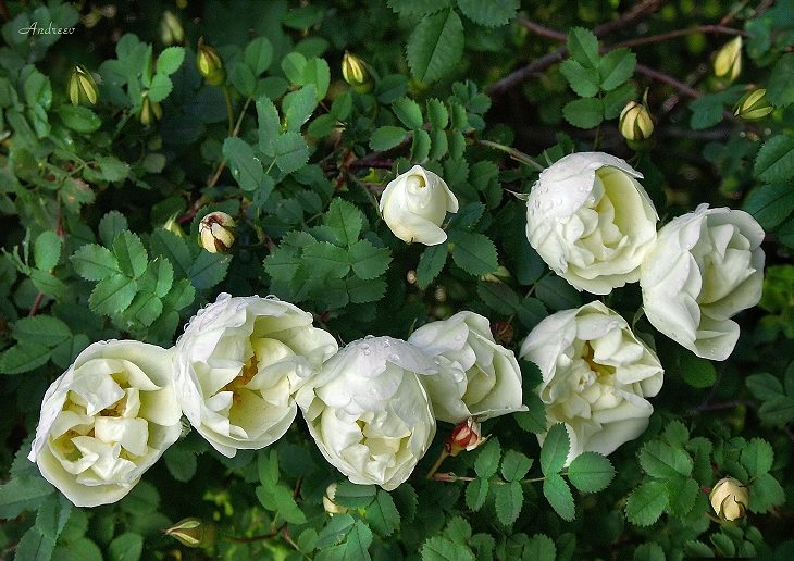 Rosa spinosissima