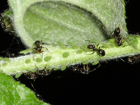 ВОЗДУШНОЕ ПАСТБИЩЕ