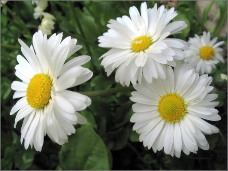 Маргаритки