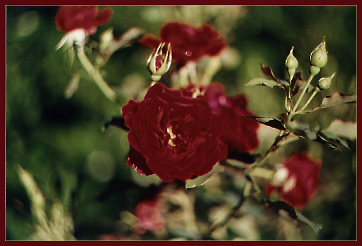 Rose