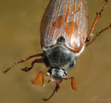 Учитель плавания