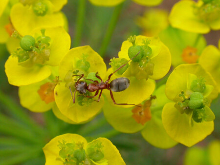 Муравей на цветке