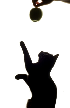 black cat / green apple
