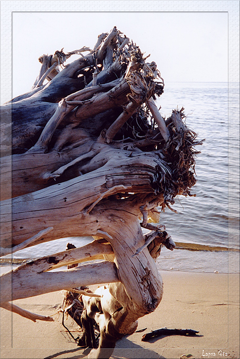 Корни, или Найти покой у моря