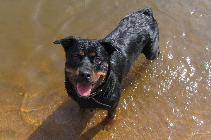 Rotweiler