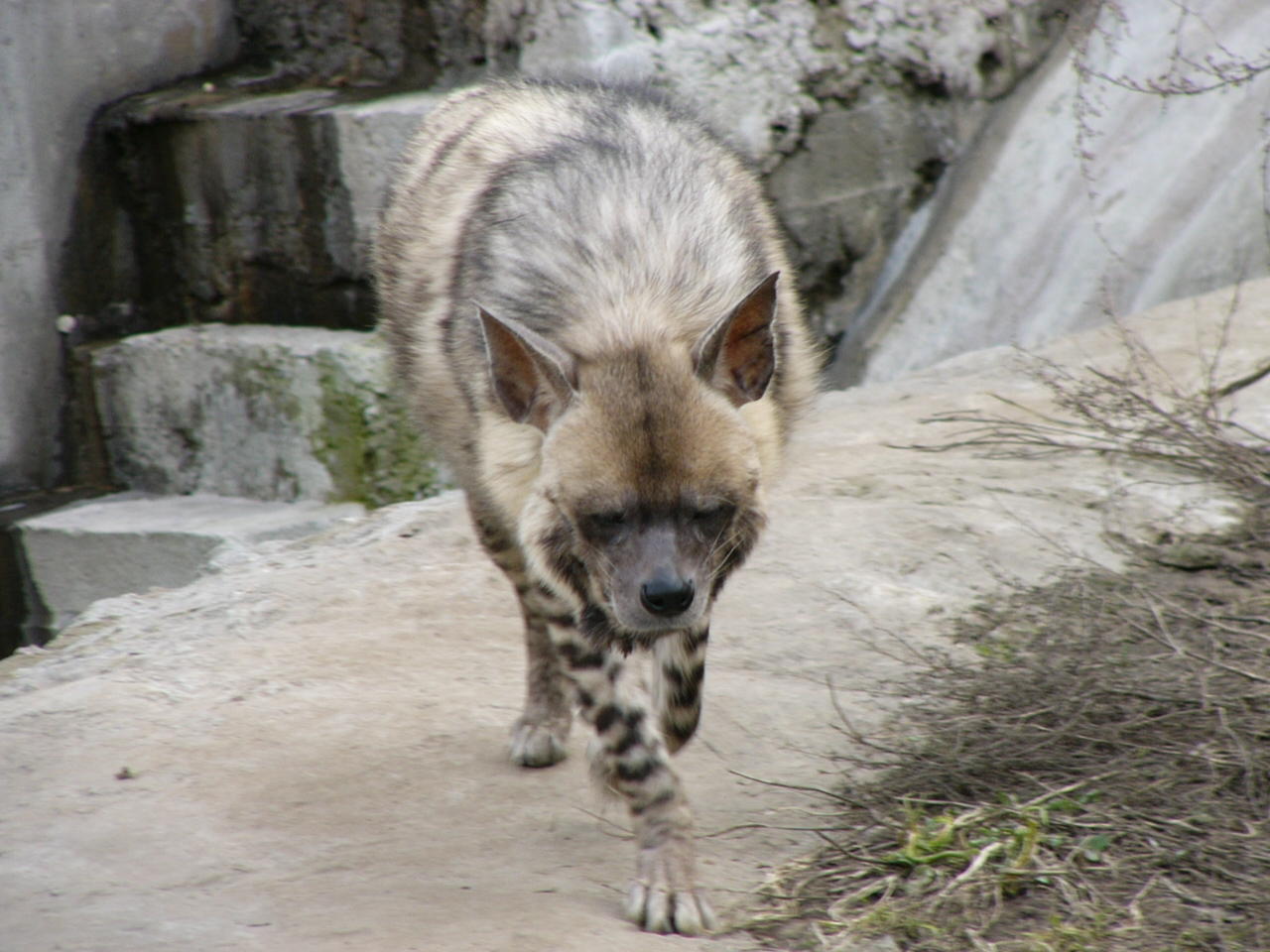 Красавец