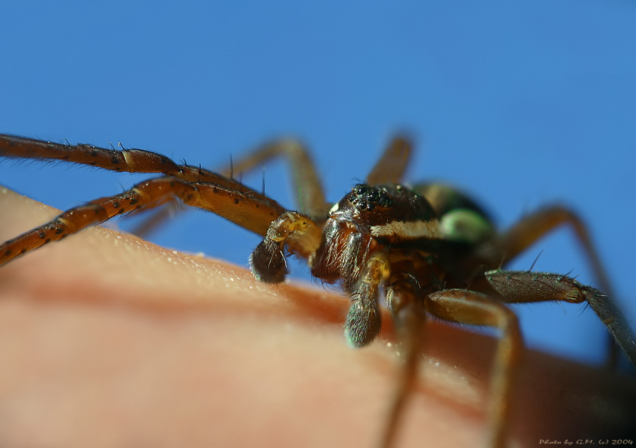  *** SPIDER ***