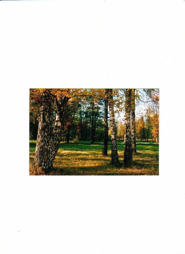 березы