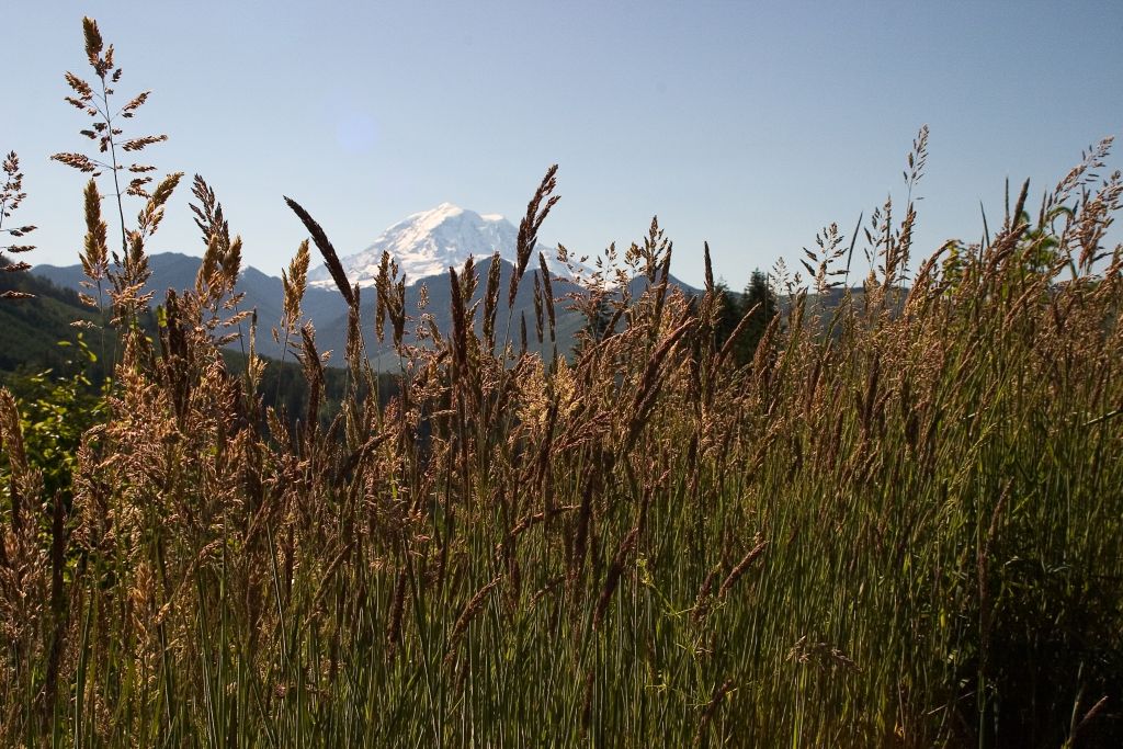 Mount Rainier 