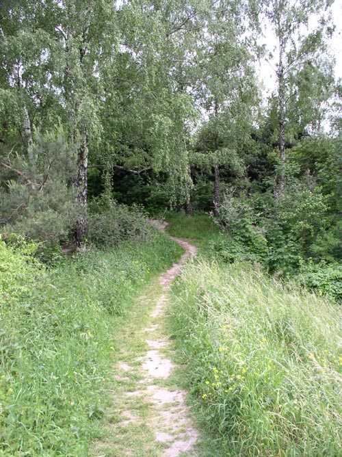 Тропинка в сказочный лес