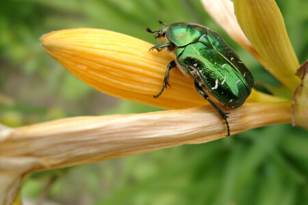 "Старый" жук