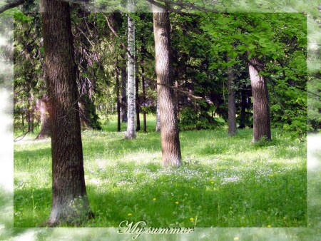 Лето в цвете... среди деревьев :)