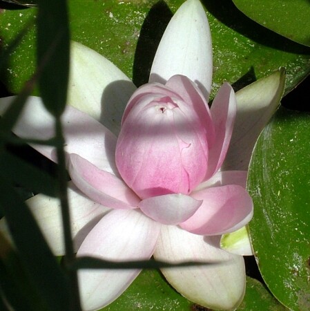 В плену теней