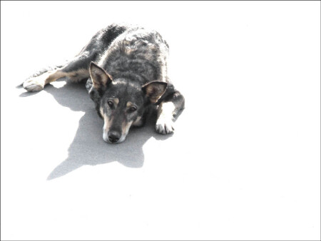 солнцем палимый