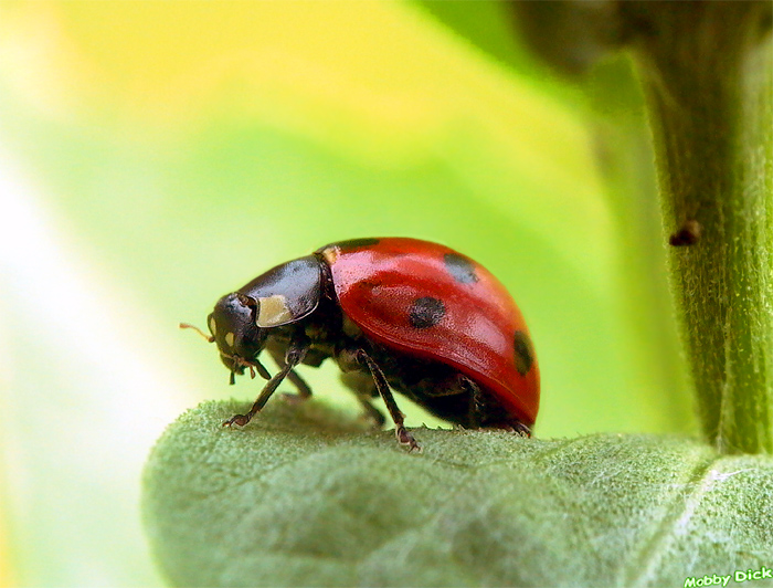 ladybird