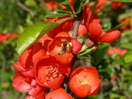 Пчела и цветы