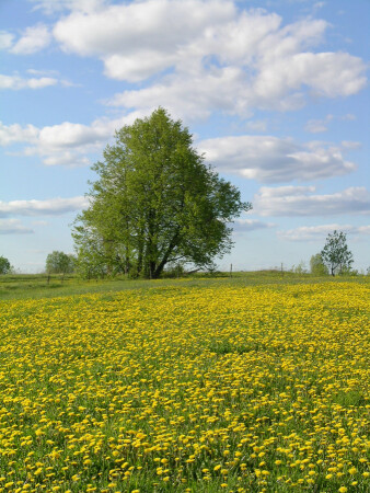 желтое море