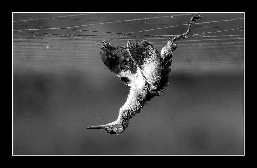 Don't Kill Birds !!!