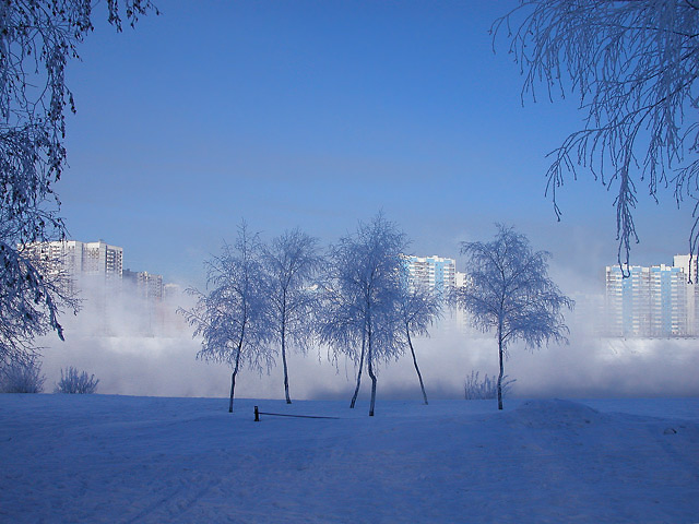 Березки в синем