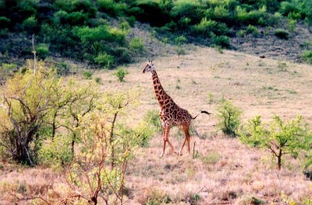 Safari in Kenia