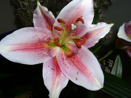 Просто цветочек